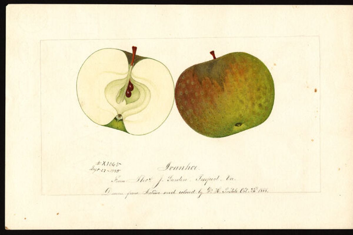A watercolor painting of an Ivanhoe apple from the U.S. Department of Agriculture Pomological Watercolor Collection. Rare and Special Collections, National Agricultural Library, Beltsville, Maryland 20705.  (Courtesy of the U.S. Department of Agriculture)