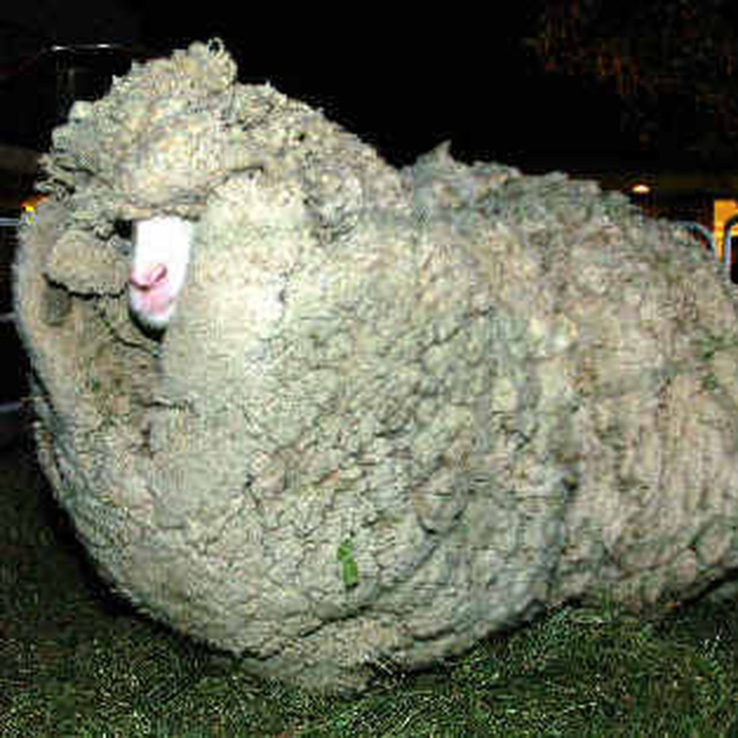 shrek the sheep