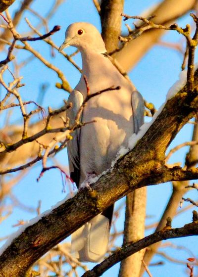 This Eurasian collared dove, a species native to Europe and Asia but introduced to Japan, North America and islands in the Caribbean, was seen in the Spokane Valley on February 1, 2021. (Terry Sanborn/courtesy)