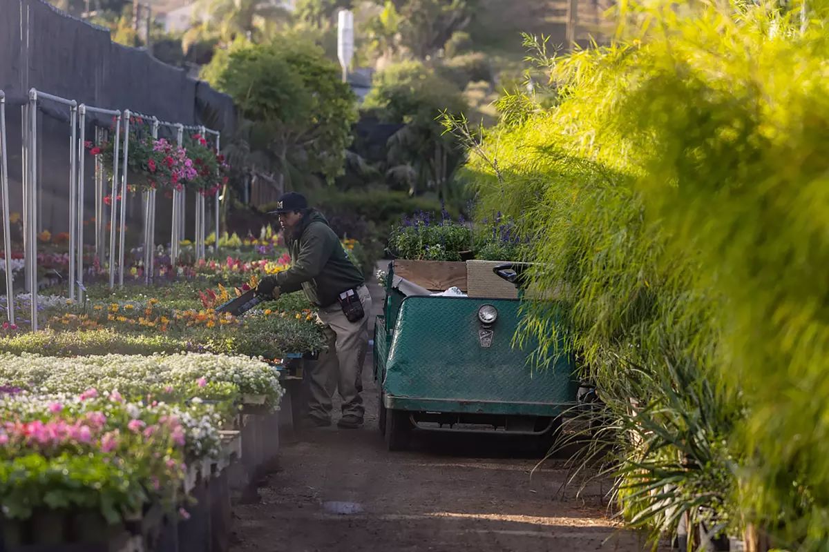 Fruit flies are a problem in California. Above, a worker at C&S Nursery in Los Angeles. (Jason Armond/Los Angeles Times/TNS)