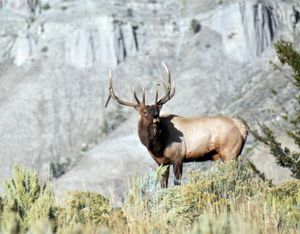 A bull elk bugles near the Mammoth area of Yellowstone National Park during the September elk mating season. After bad weather forced them out of the Absaroka-Beartooth Wilderness, backpackers switched to their backup plan -- day-hiking and wildlife watching in the Park. (Rich Landers)