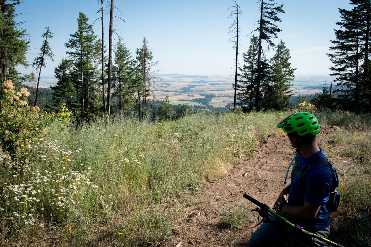Harley Dobson looks out over the Palouse from Mica Peak on July 22, 2019. Dobson is overseeing the construction of mountain bike trails on Mica Peak. (Eli Francovich / The Spokesman-Review)