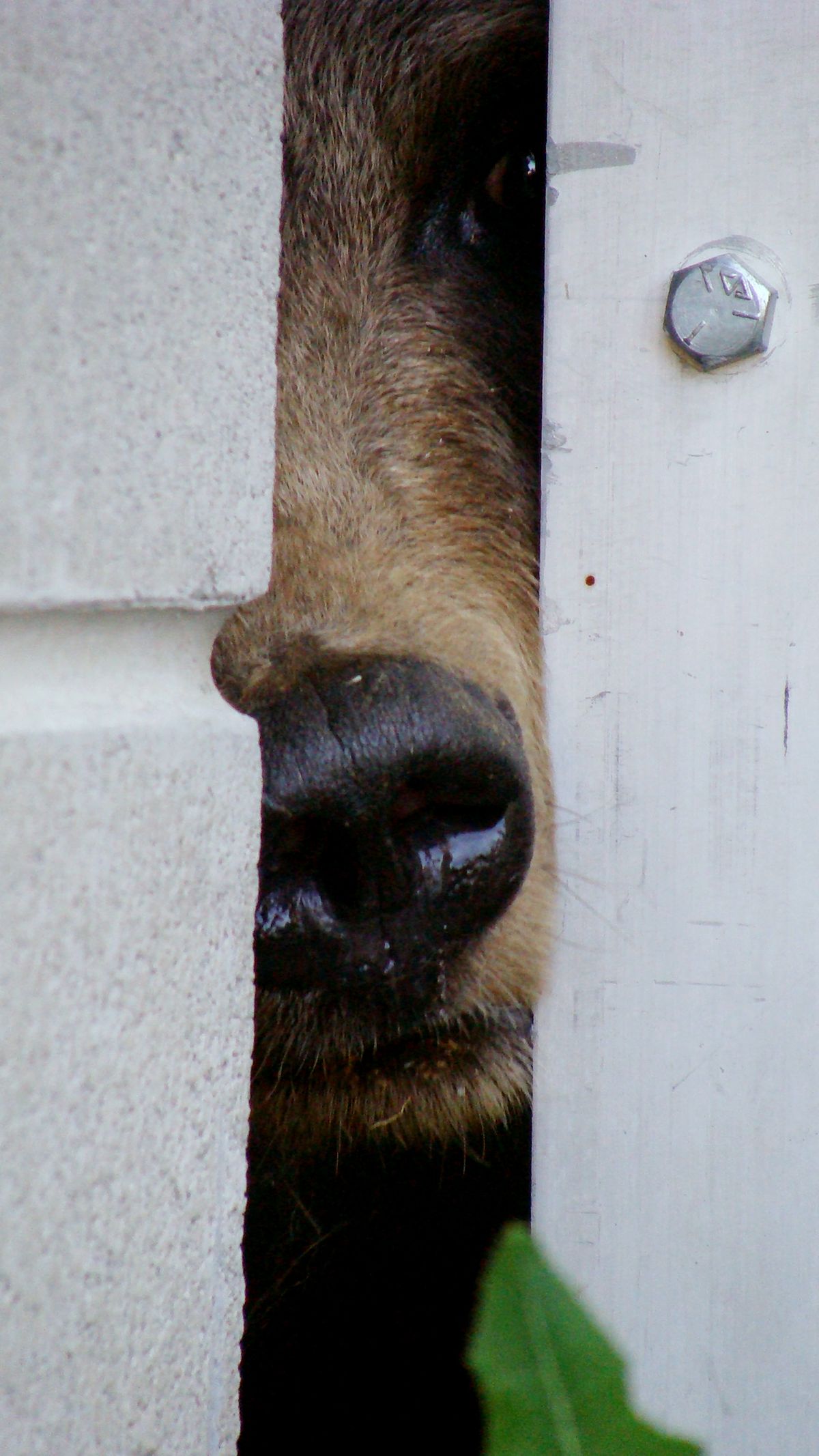 ZooMontana grizzly bear euthanized, News