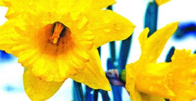 Daffodils bear the weight of a spring shower.
(File/ / The Spokesman-Review)