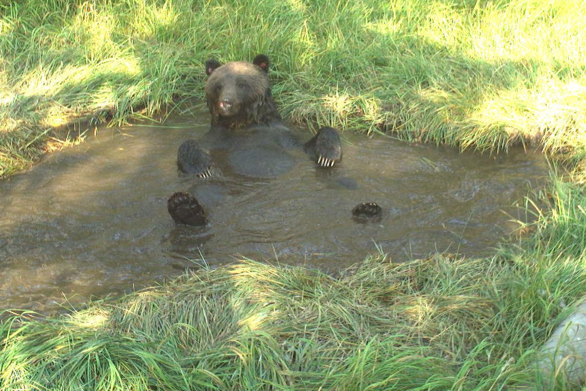 A recent University of Idaho study found that grizzly bears take cooling baths to offset heat. stress. The study of grizzlies in Yellowstone National Park found that lactating grizzlies are especially prone to heat stress and use water holes to cool down.  (Photo courtesy of the National Park Service)