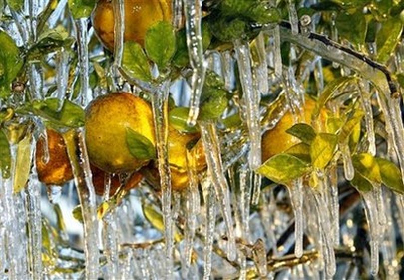 AP Photo of Florida orange crop freezing on the trees (Chris O'meara / Associated Press)