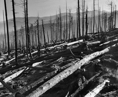 Downed timber and skeletons of trees stretched almost as far as the eye could see on the south slope of Sundance Mountain looking down toward Lost Creek. A total of 55,910 acres were blackened during the Sundance Fire in the Selkirk and Cabinet Mountains in August 1967.   (Photo Archive/The Spokesman-Review)