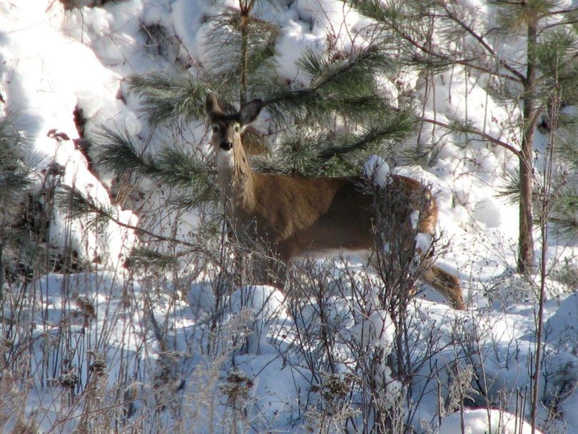 A whitetail doe browses on a cold morning near the Sunset Hill in west Spokane on Sunday, Jan. 2, 2010. (Todd Klement)