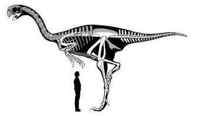 
In this image released by the Institute of Vertebrate Paleontology & Paleoanthropology in Beijing, a sketch of a newly discovered Gigantoraptor dinosaur is seen compared with a human. Associated Press
 (Associated Press / The Spokesman-Review)