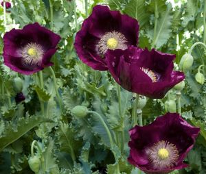 Lauren’s Dark Grape heirloom poppy, with 5-inch flowers on 3- to 5-foot-tall plants, is available from Renee’s Garden Seeds.