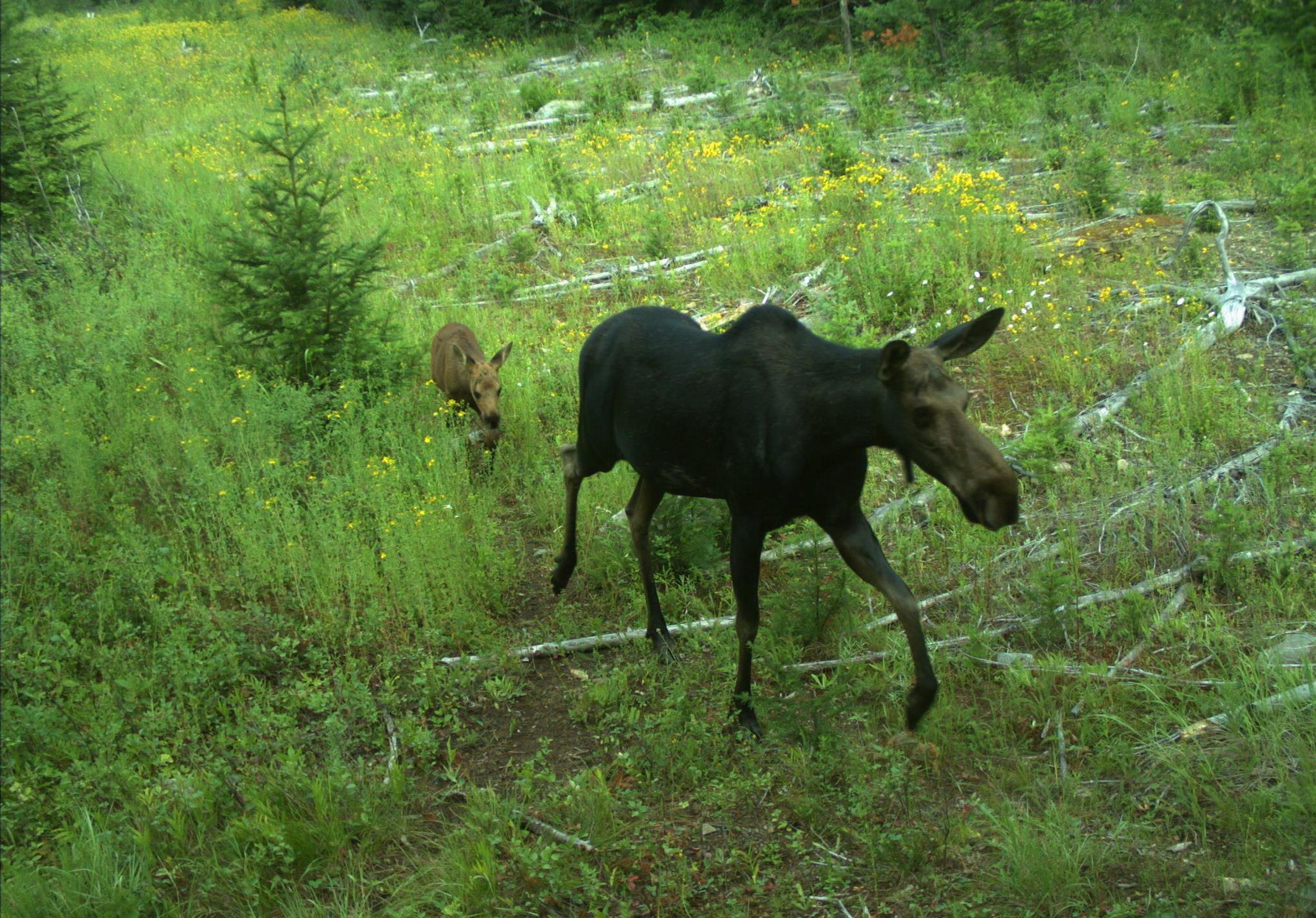 Idaho’s declining moose numbers prompt reduction in hunting