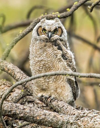 Jerry Rolwes took this photo of a great horned owl on April 20.  “It was a magical moment in north Spokane in one of the wooded areas,” Rolwes said. (Jerry Rolwes / Courtesy)