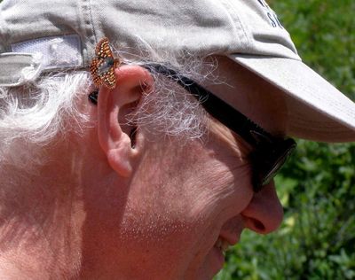 An Anicia checkerspot butterfly lands on John Baumann's ear while he was hiking in Glacier National Park. The butterfly hitched a ride for quite a while, he said. (Courtesy photo)