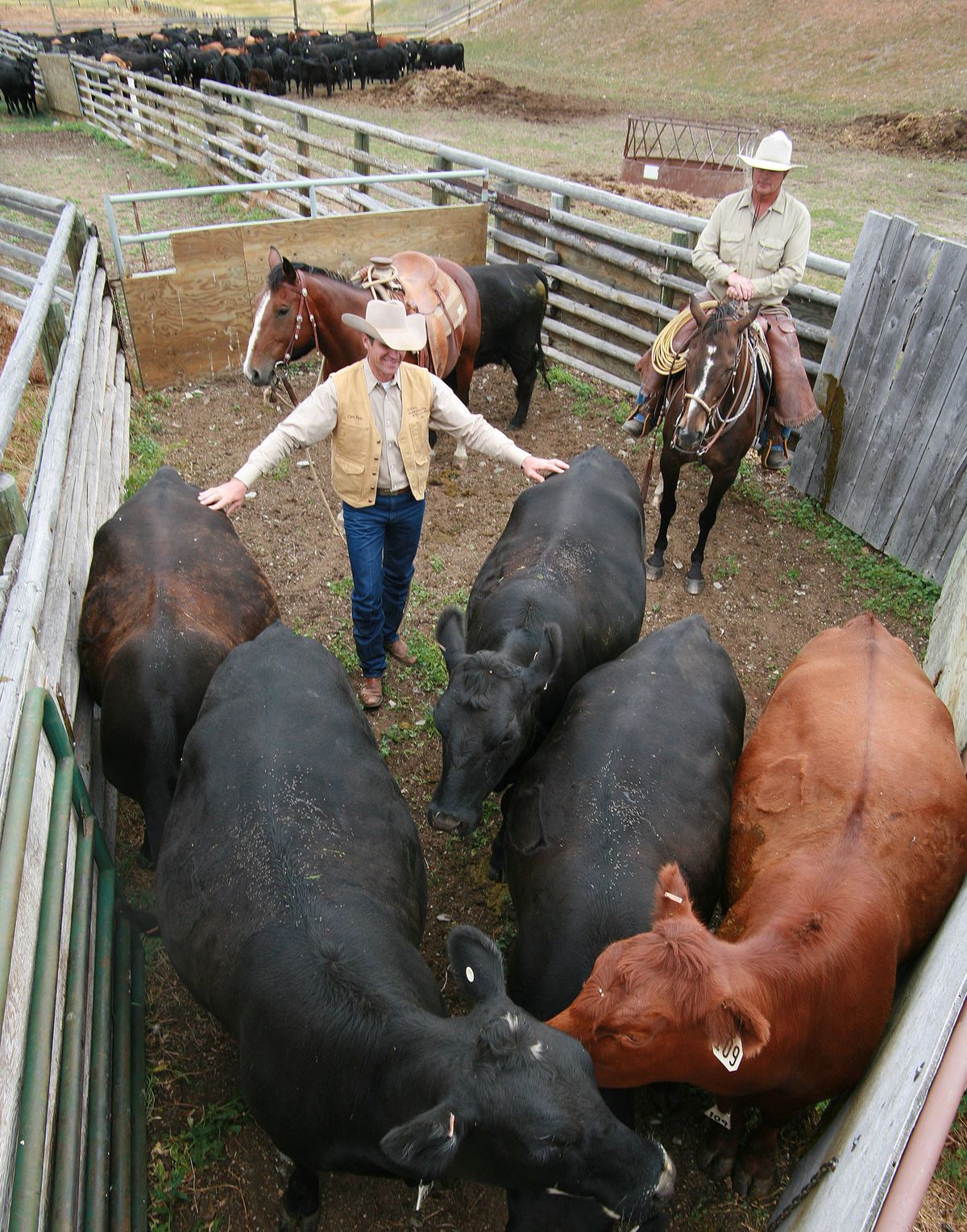 Cowboy Curt Pate, left, demonstrates stress-free handling of cattle on the Sieben Ranch outside of Helena earlier this month. Working with Pate is  Jon Selby. (Associated Press)