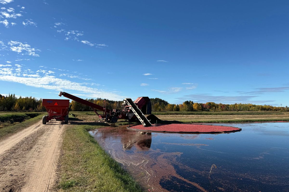 HANDOUT PHOTO: Cranberries are harvested at James Lake Farms in Wisconsin. (James Lake Farms)  (James Lake Farms)