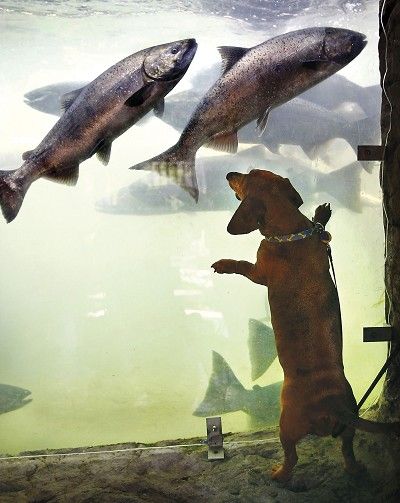 Roxanne, a miniature dachshund, tries to introduce herself to spring chinook salmon at the Winchester dam fish ladder on the North Umpqua River near Roseburg, Ore. The salmon are migrating upriver.  (Robin Loznak / The Spokesman-Review)