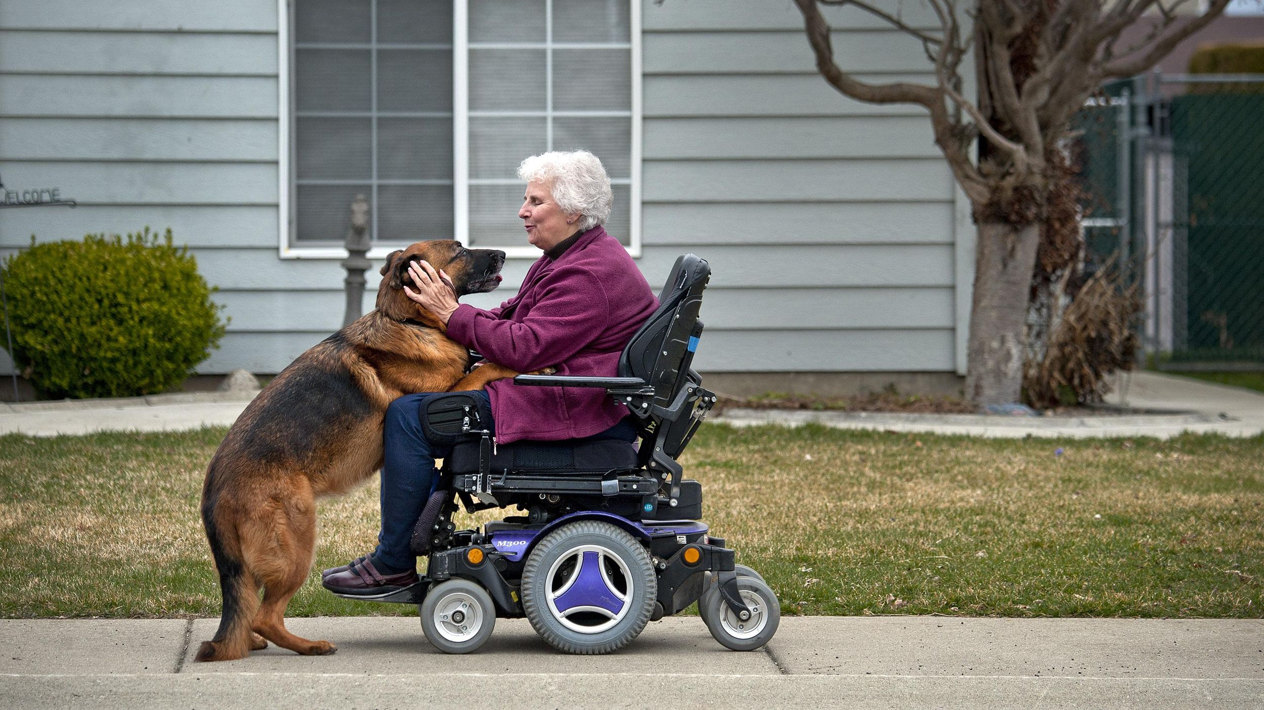 German shepherd 2025 service dog