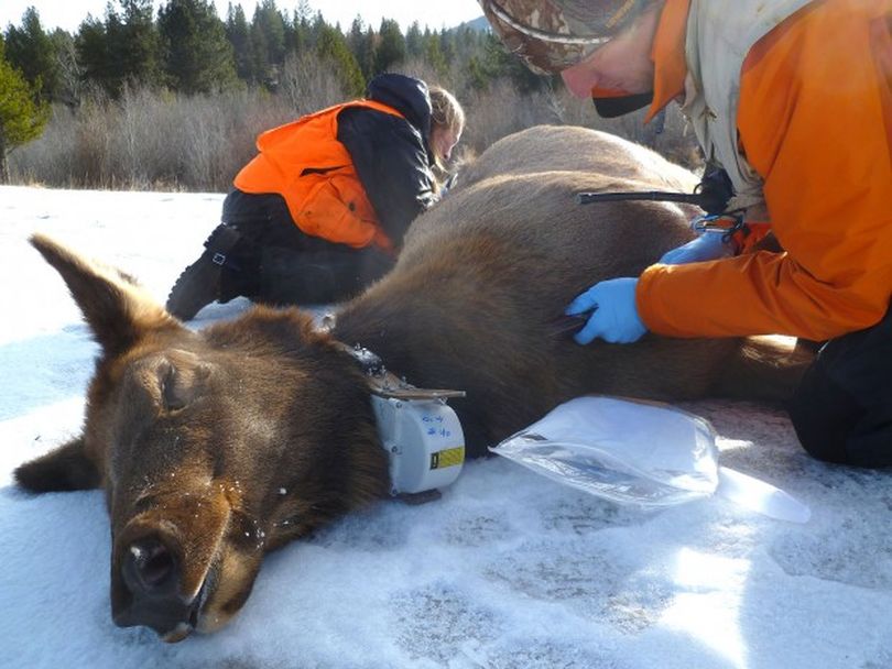 After placing an electronic collar around the neck of a cow elk, biologists work to take other samples before the animal awakens during a recent elk capturing operation in the southern Bitterroot Valley. Biologists will begin fanning out across the region to begin gathering information about mountain lions as part of three year study. (Montana Fish, Wildlife and Parks)