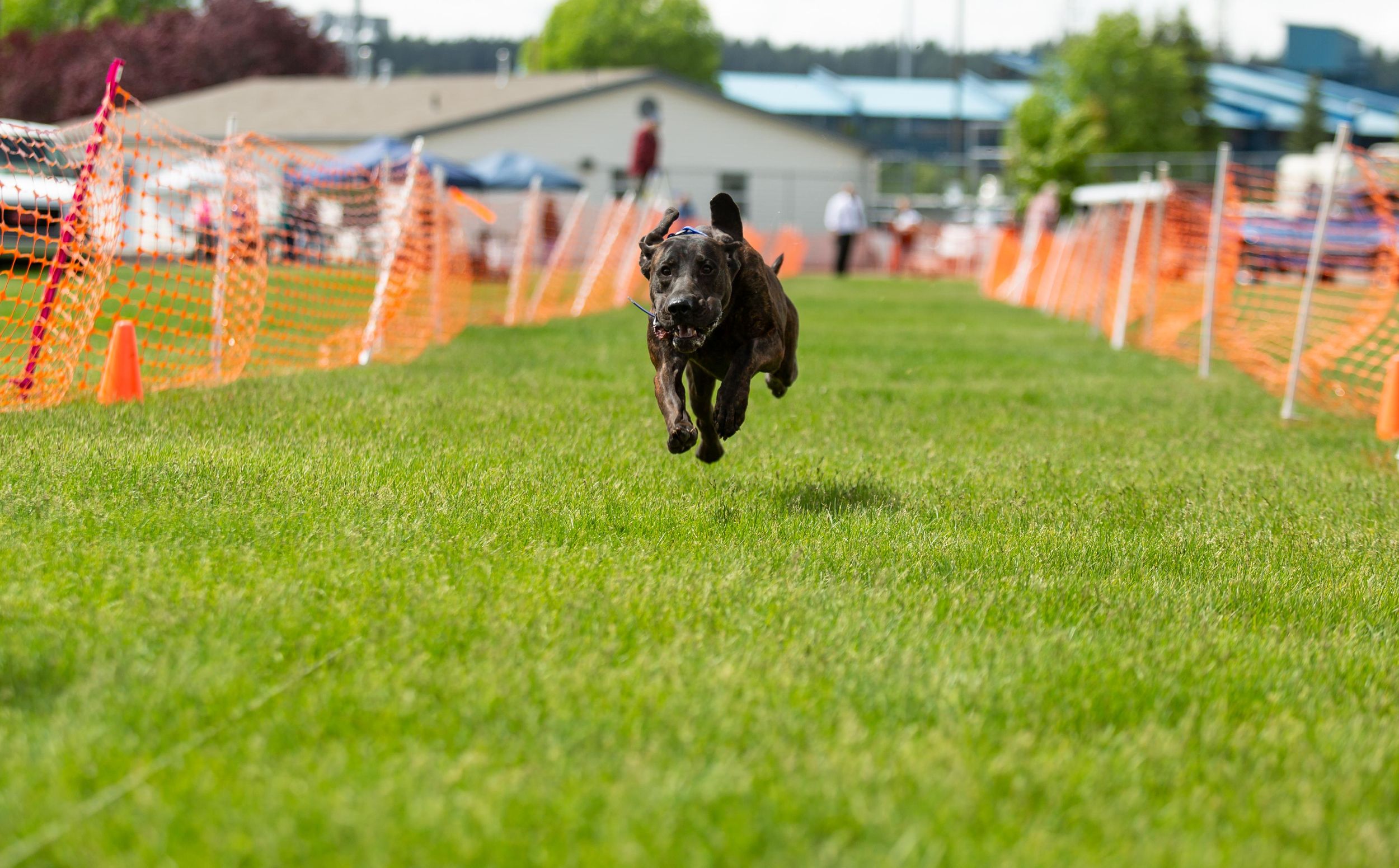 2019 Spokane Kennel Club Dog Show at the fairgrounds - May 26, 2019