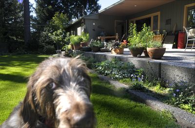Lou enjoys the natural beauty in the backyard of Tonie Fitzgerald’s South Hill home. Fitzgerald has decorated her porch with pots of flowers.  (Photos by Christopher Anderson / The Spokesman-Review)