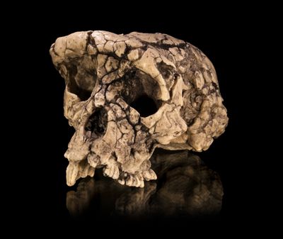 This is the skull of Toumaï, a hominin who lived about 7 million years ago. Scientists aren’t sure if this was the first hominin to walk upright – or maybe they only walked that way sometimes.  (Wikimedia Commons)