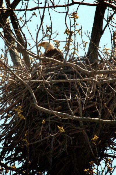 
A male eagle sits on eggs in its nest Thursday.   The suddenly single dad is waging a quiet struggle to save his clutch of eggs that are on the verge of hatching. 
 (Associated Press / The Spokesman-Review)