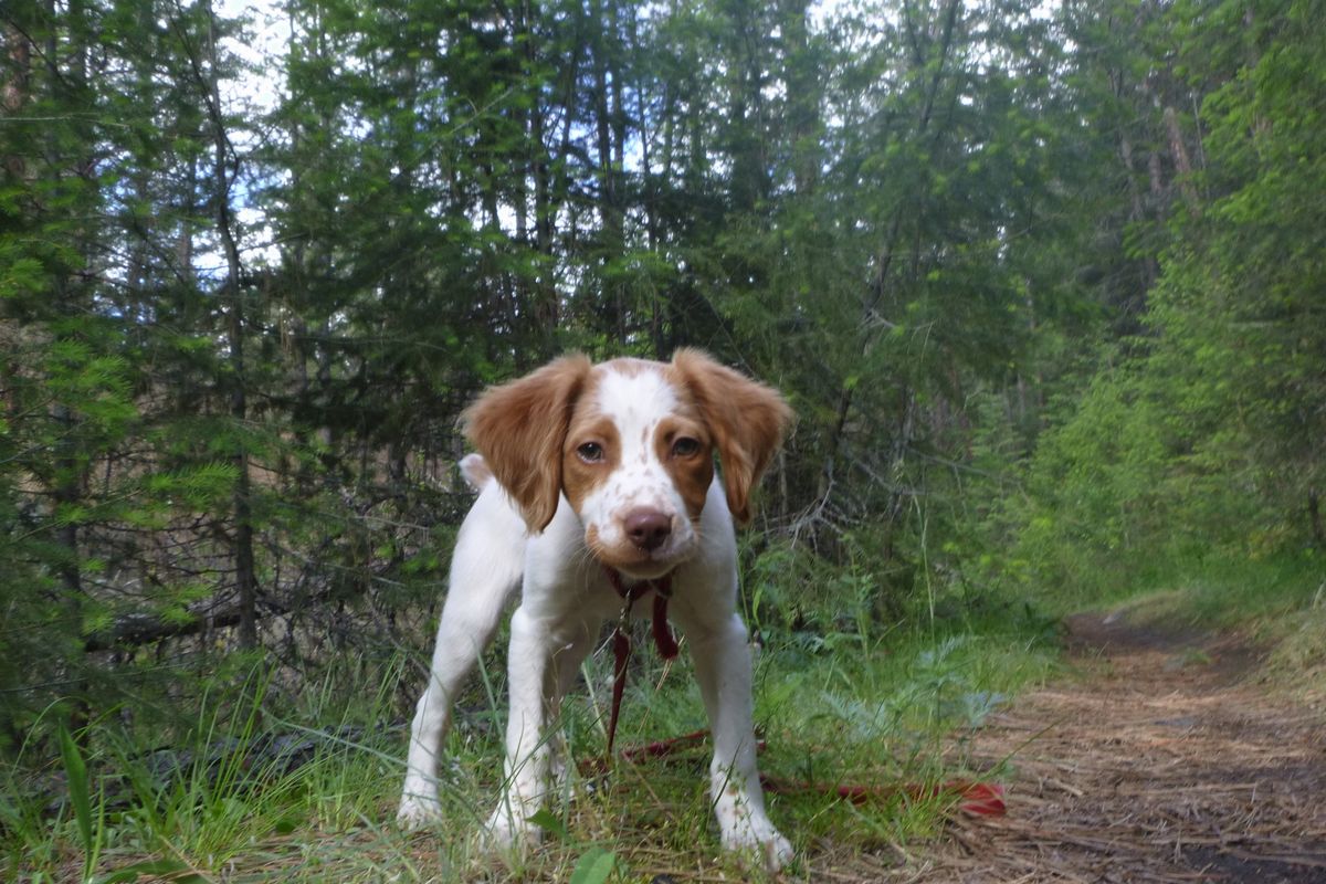 Ranger discovering the world on a puppy romp through the woods. (Rich Landers)