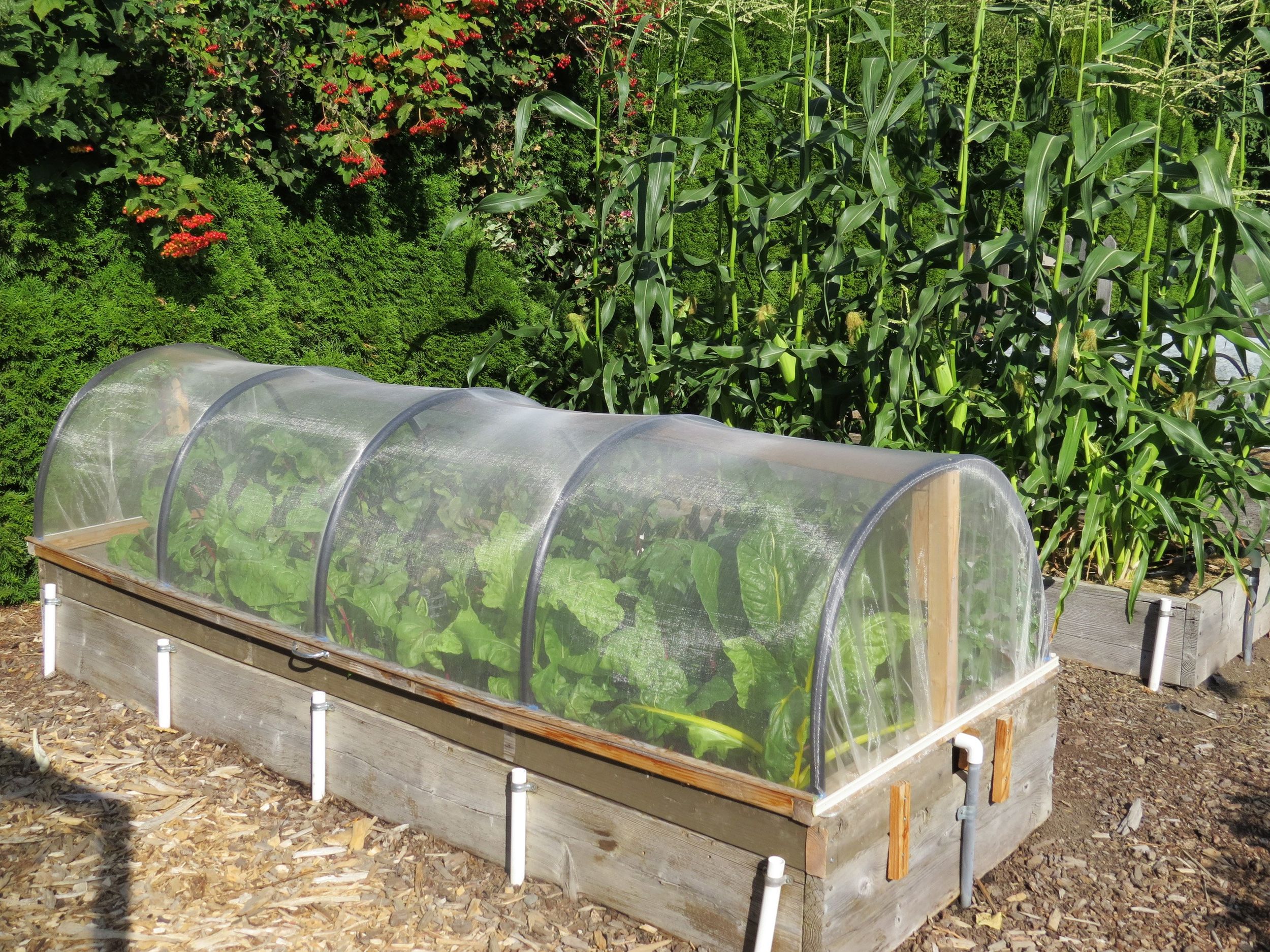 In the Garden Garden insect netting is a gamechanger for crops that