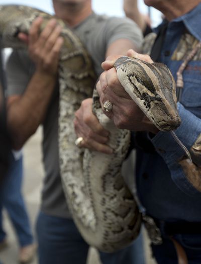 A captured 13-foot-long Burmese python is displayed Thursday for snake hunters and the media at the Python Challenge. (Associated Press)