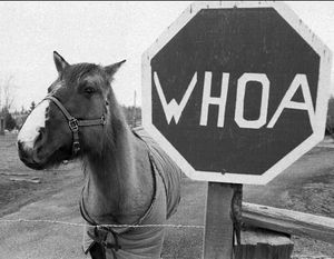 A horse appears to stand sentry at a Port Angeles, Wash., corral entrance Tuesday, Dec. 28, 1993, that posts a "Whoa" sign, rather than the typical stop sign.  (AP Photo/Peninsula Daily News, Tom Thompson)