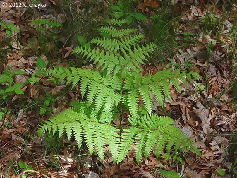 Bracken Fern (K. Chayka)