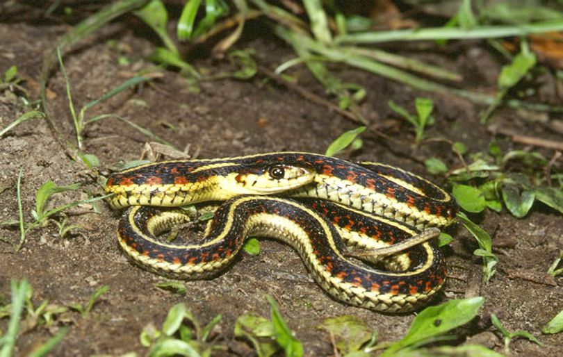 Valley garter snake. (Washington Department of Fish and Wildlife)