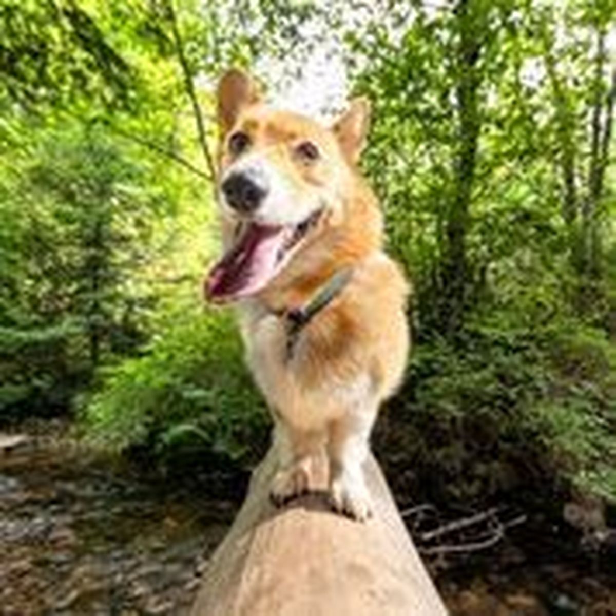 Maverick gets his close-up.  (Angela Schneider)