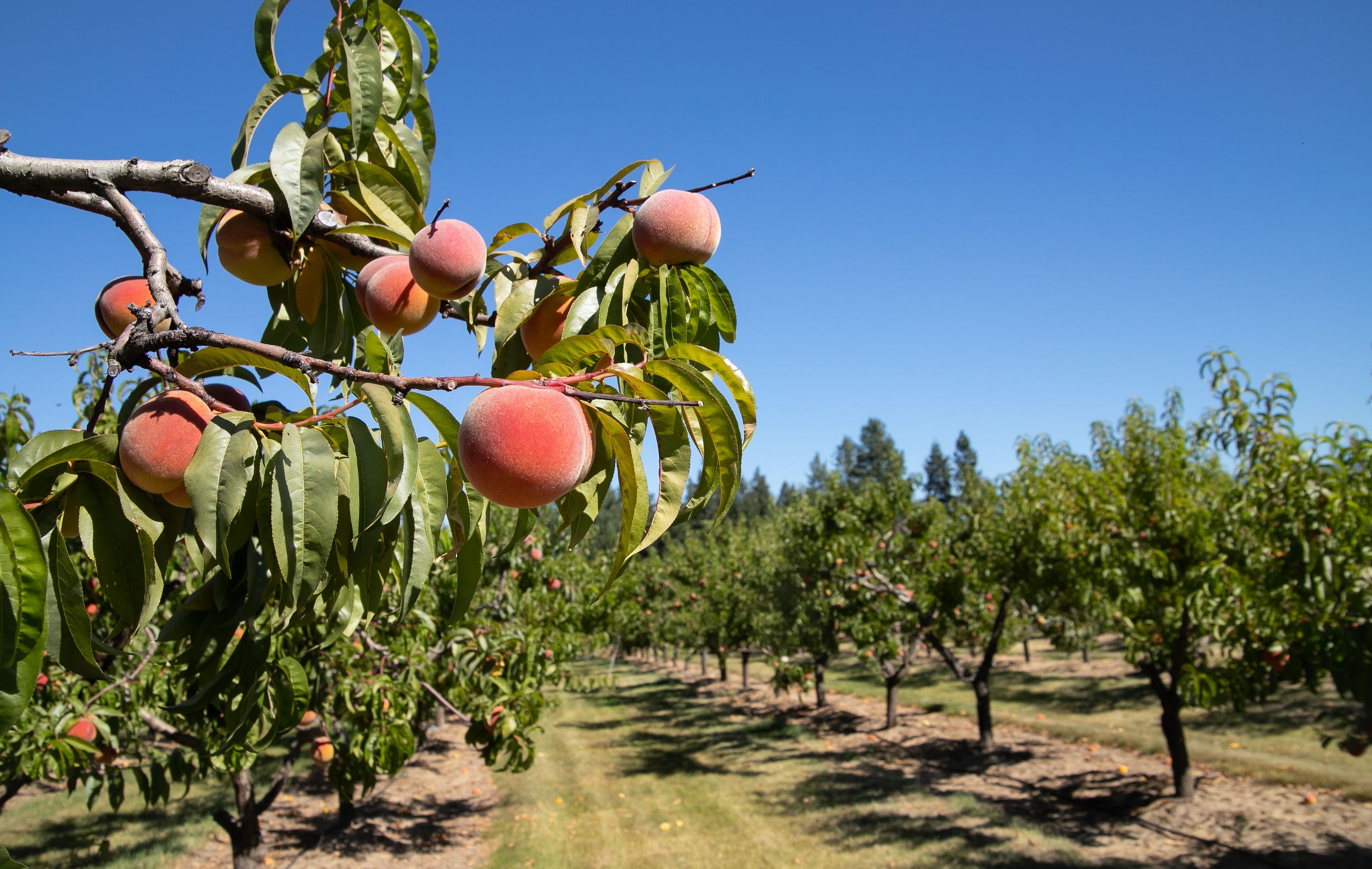 Gardening Certain lateblooming varieties of peaches do well in region