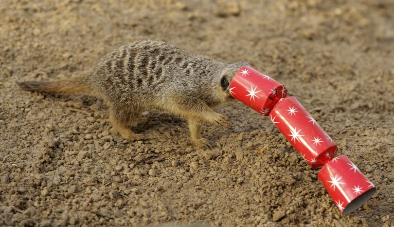 A meerkat tries to eat meal worms stuffed inside a Christmas cracker at London Zoo, Thursday, Dec. 17, 2009. (Matt Dunham / Associated Press)
