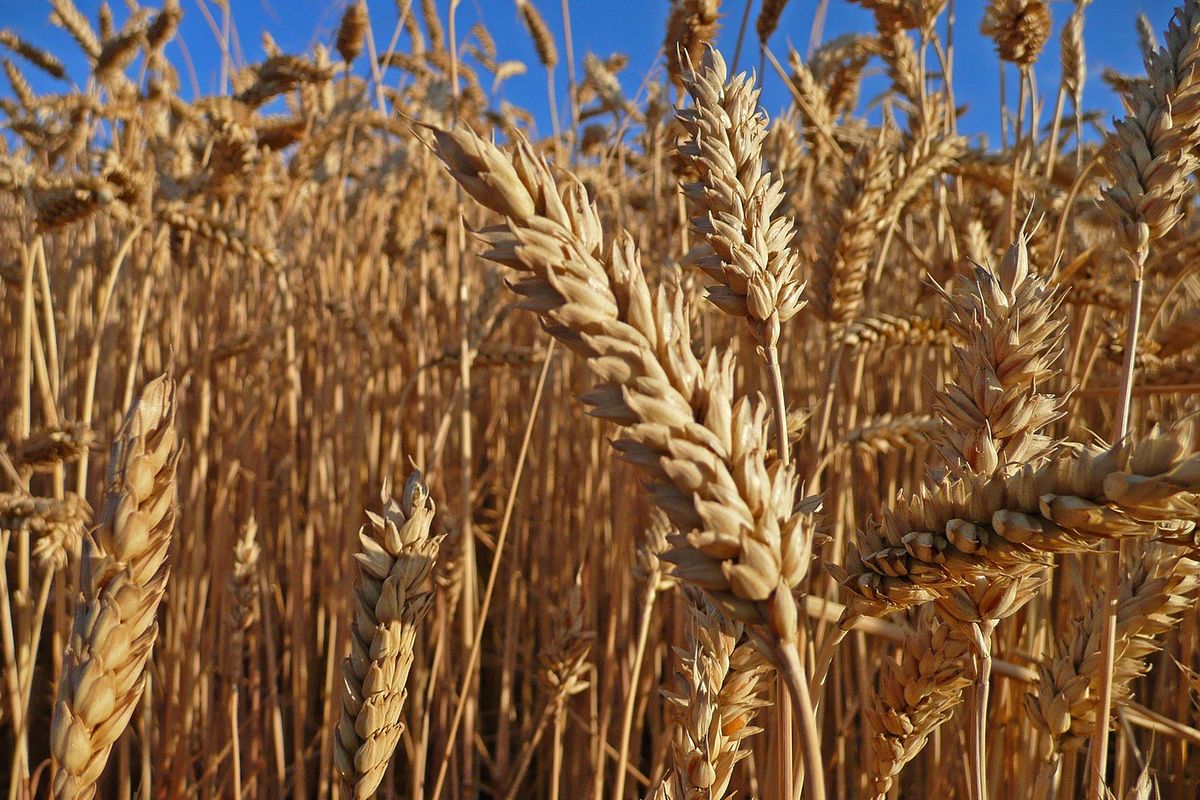 Wheat ripens in the Inland Northwest in late July. (Henry Moore / Henry Moore)