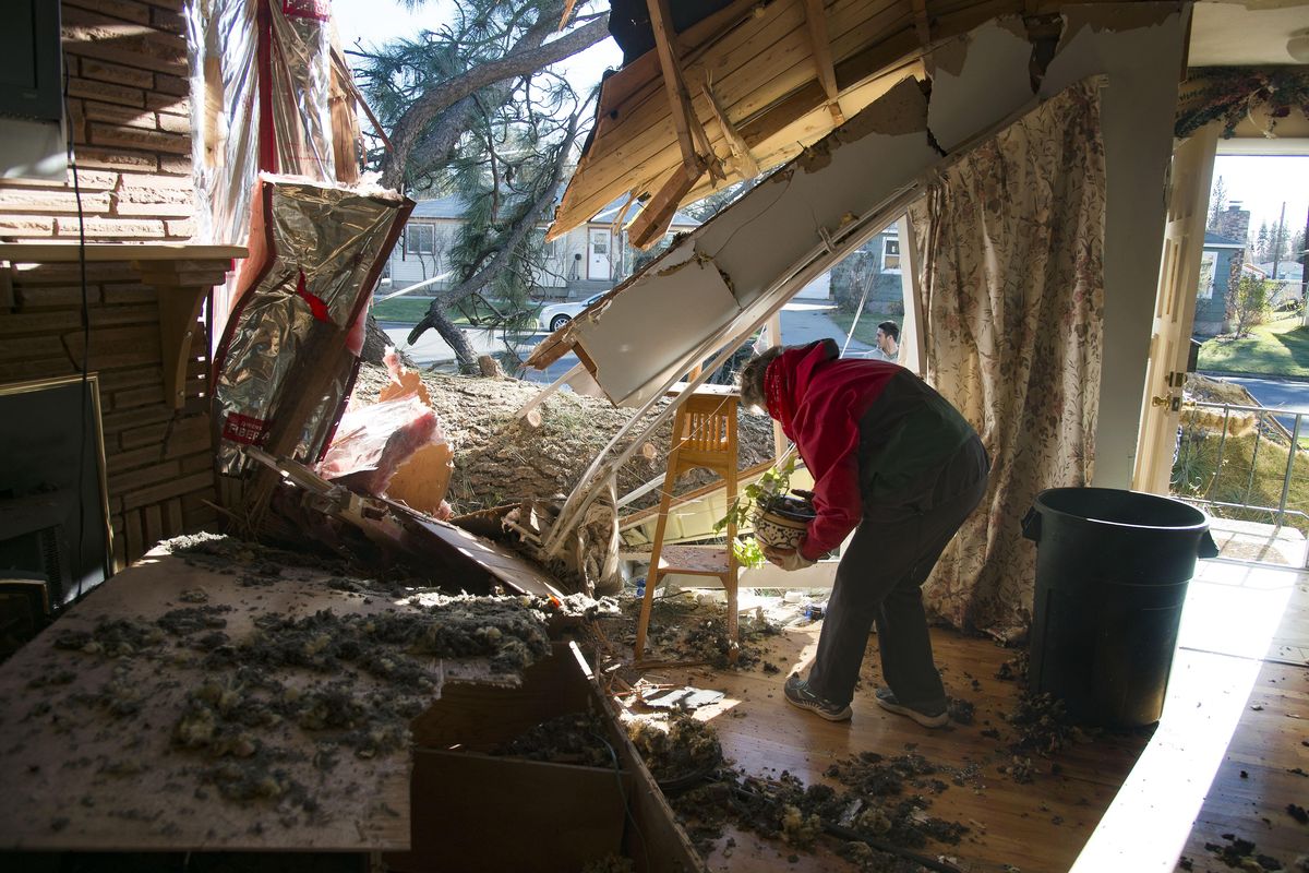 In this Nov. 2015 file photo, a homeowner, who did not want to be identified, salvaged a house plant in her northside Spokane living room that was damaged by a large pine tree following last year’s devastating windstorm.  (Colin Mulvany / The Spokesman-Review)