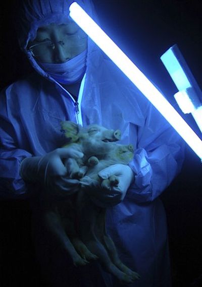 
A researcher holds up two piglets born from a cloned pig under ultraviolet light to show the fluorescent green glow from their snout, trotters, and tongue at the Harbin Sanyuan Animal Husbandry Industrial Company, a subsidiary institute of the Northeast Agricultural University in Harbin, northeastern China' Heilongjiang province, Monday, Jan 7, 2008. 
 (Associated Press / The Spokesman-Review)