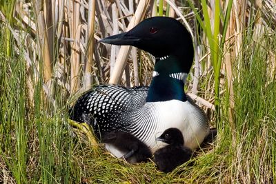 Four loons that nested in Eastern Washington or hatched in the region’s waters died last year from poisoning caused by ingesting lead sinkers or jigs.Photo courtesy of Daniel Poleschook Jr. (Photo courtesy of Daniel Poleschook Jr. / The Spokesman-Review)