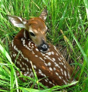 A white-tailed deer fawn can be left to lie motionless for 8 hours or more by its mother between feedings. (Laura Rogers)