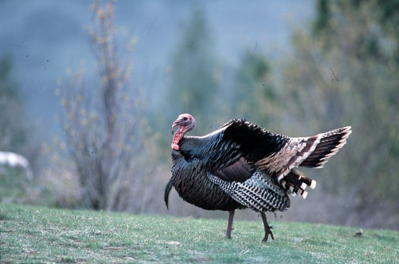 Thursday is opening day of general seasons to hunt spring gobblers such as this in Idaho and Washington. Idaho’s youth turkey season is under way through Wednesday. (File)