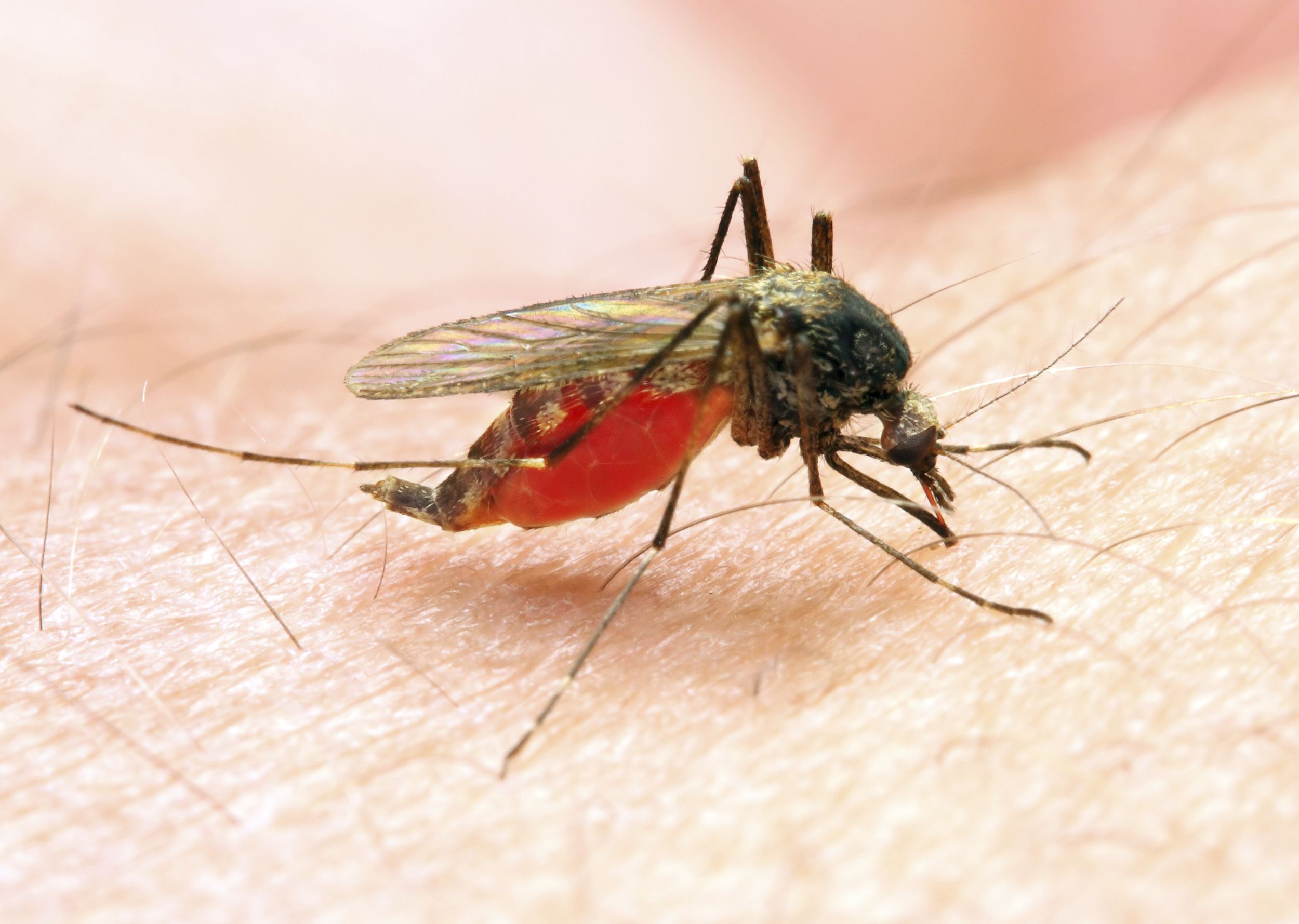 Idaho health officials say mosquito activity up; The SpokesmanReview