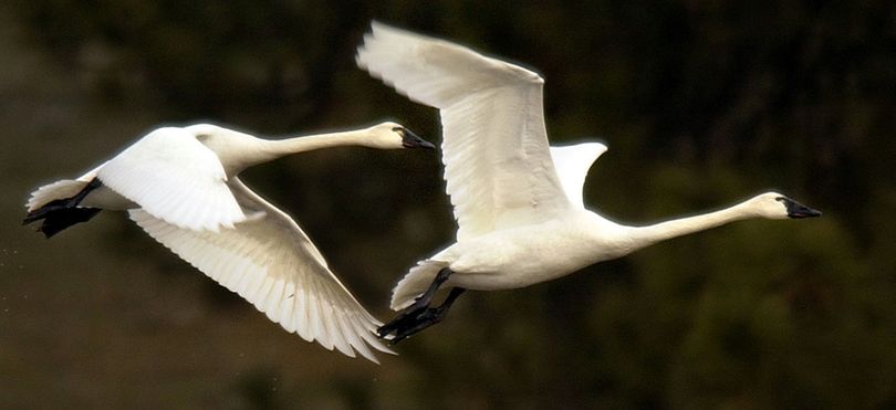 Tundra swans risk their lives visiting the Silver Valley, as mining waste pollution kills some of them every year. (File)