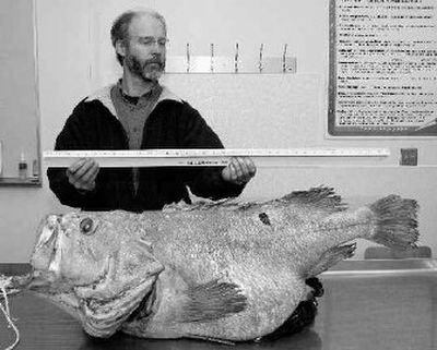 
A NOAA scientist holds a 38-inch ruler up to a long-lived giant shortraker rockfish caught by commercial fishermen near Alaska. 
 (Associated Press / The Spokesman-Review)