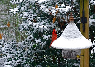 Birds are mobile creatures and get what they need from a number of sources. Only in extreme weather do feeders become an important food source. (The Spokesman-Review)