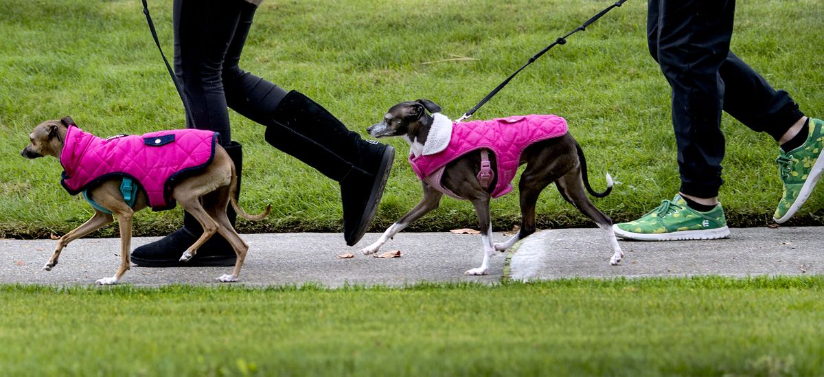 "They get really cold," said Sara James as she walked her Italian Greyhounds, Nugget, left and Bambi with her husband Alex James near Memorial Field in Coeur d
