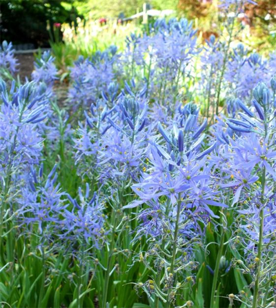 One of the bulbs available from this year’s Spokane Master Gardener Foundation bulb sale is camas, otherwise known as Camassia cusickii, which is native to our region and has been widely hybridized. Camas prefers moist spots in the garden and blooms in May and its blue flowers offer a nice contrast to the yellows and reds of other bulbs.  (Courtesy of John Scheepers Inc.)