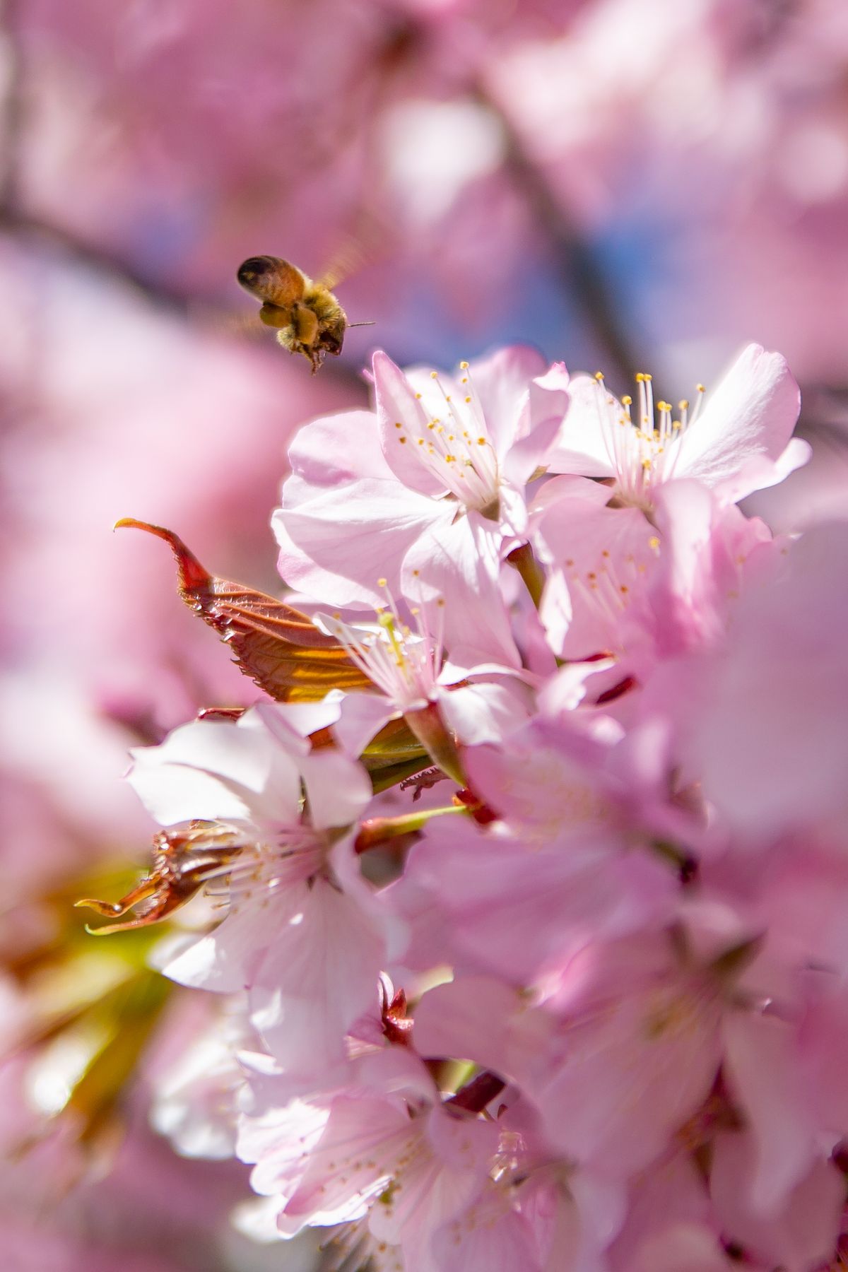 An incoming honeybee sets its sights on a cherry blossom that needs pollinating April 15 in Spokane. When standing next to the trunk and listening closely under the tree, one could audibly hear the hum from the busy bees working through the bloom.  (Libby Kamrowski/The Spokesman-Review)