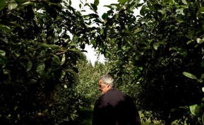 
Carver Kearney walks through his apple orchard in Sagle on Thursday afternoon. 
 (Kathy Plonka / The Spokesman-Review)