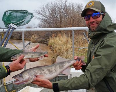 Sauger males (top fish) and females (lower fish) differ in size, which is known as sexual dimorphism. This allows females to be larger to carry eggs. Pictured is Sam Hochhalter, Wyoming Game and Fish Department Cody Region fisheries supervisor. (Courtesy Wyoming Game and Fish)